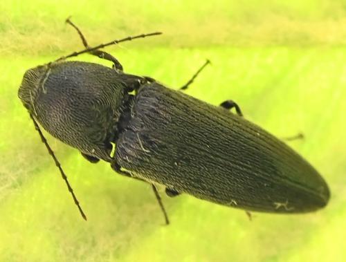 Melanotus tenebrosus